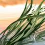 BLUSHING SANDS EAU DE PARFUM