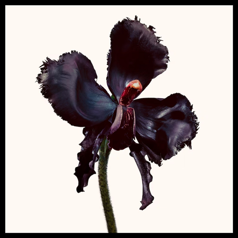 BLACK ORCHID RESERVE PARFUM